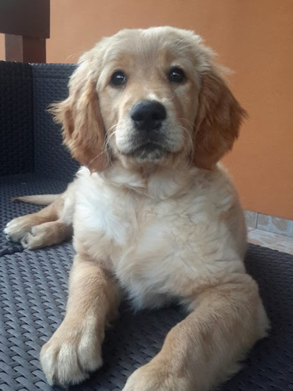 Kolyok Goldi